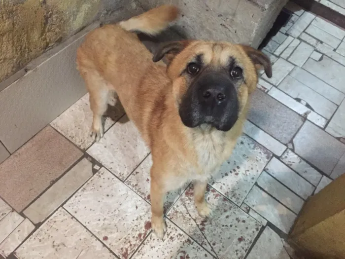 Cachorro ra a SRD idade 3 anos nome Bebê 