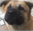 Bebê 