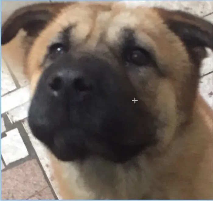 Cachorro ra a SRD idade 3 anos nome Bebê 