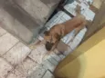Bebê 