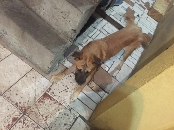 Cachorro ra a SRD idade 3 anos nome Bebê 