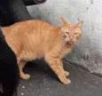 Amarelo despejado