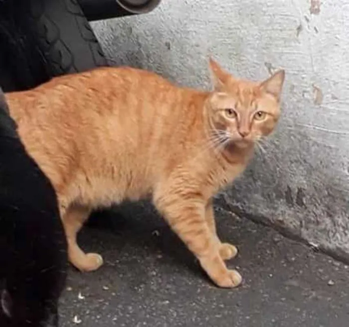 Gato ra a  idade 3 anos nome Amarelo despejado