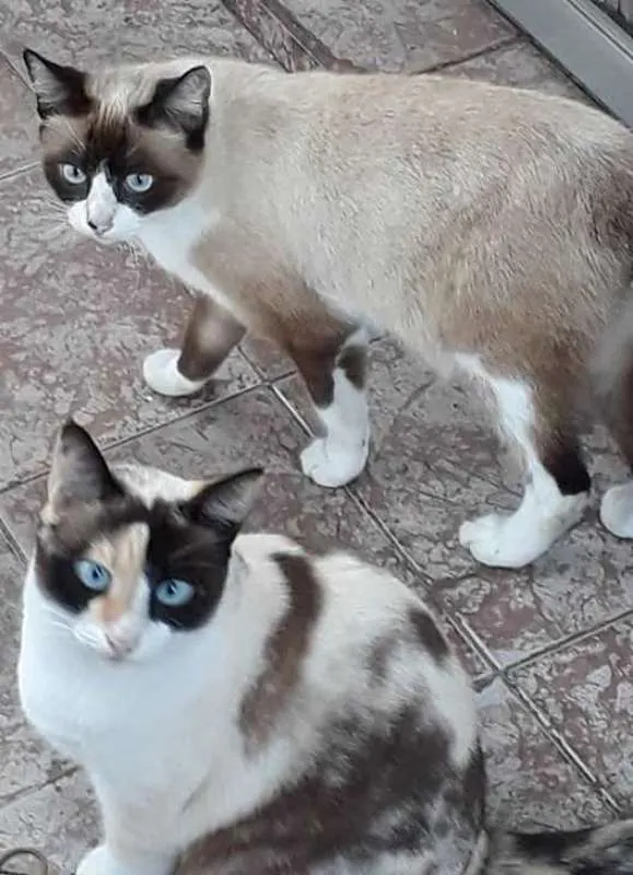 Gato ra a  idade 3 anos nome Meninas despejadas