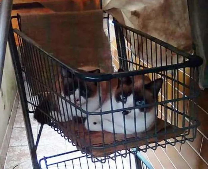 Gato ra a  idade 3 anos nome Fêmeas despejadas