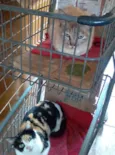 Gatas despejadas