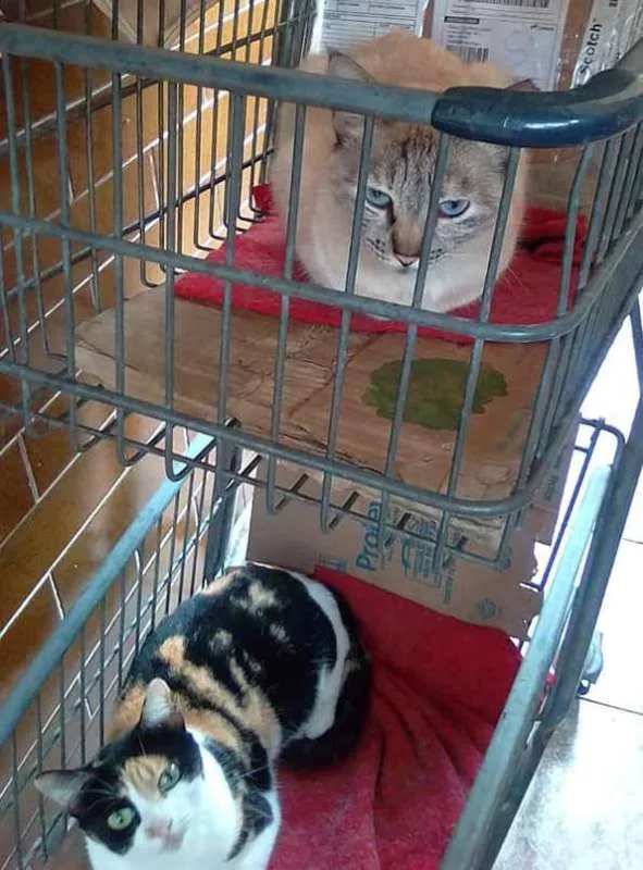 Gato ra a  idade 3 anos nome Gatas despejadas