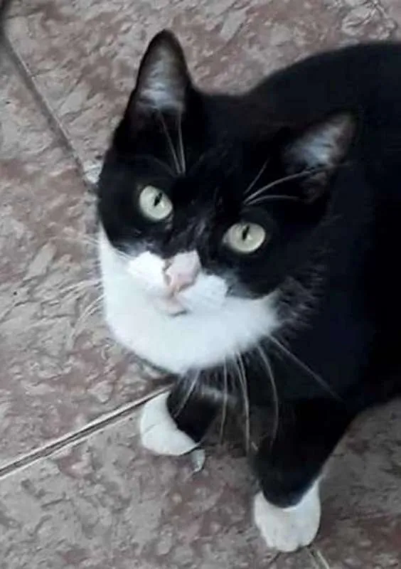 Gato ra a  idade 3 anos nome Frajola despejada