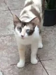 Tricolor despejada