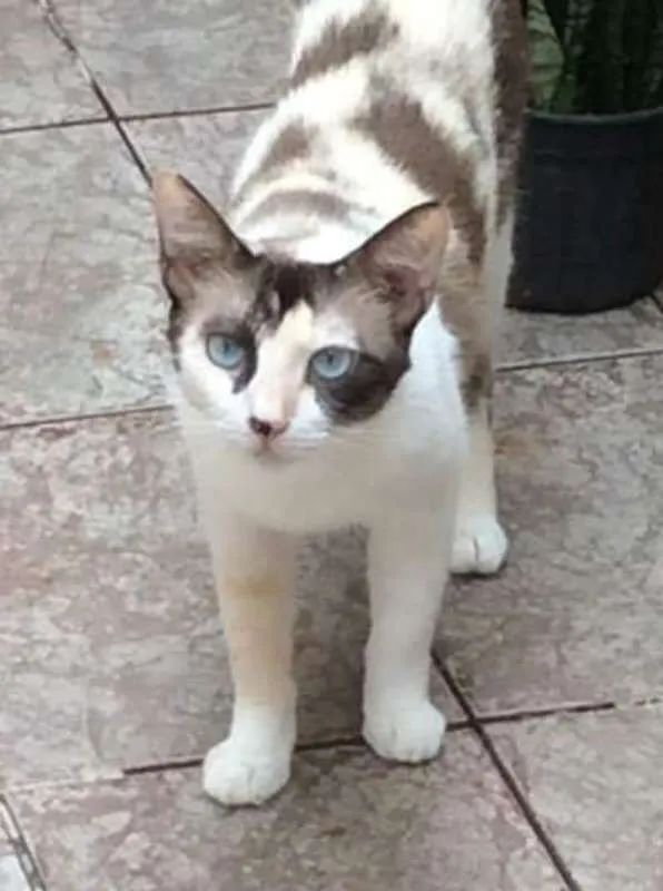 Gato ra a  idade 3 anos nome Tricolor despejada