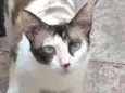 Tricolor despejada