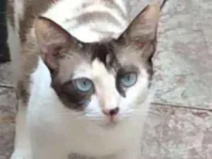 Gato raça  idade 3 anos nome Tricolor despejada