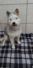 Felícia