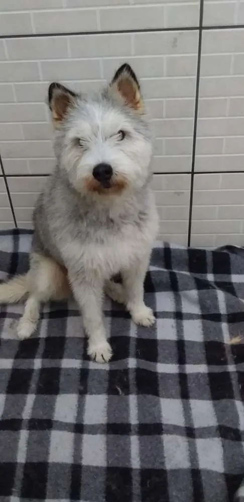Cachorro ra a Mix Husky idade 2 anos nome Felícia