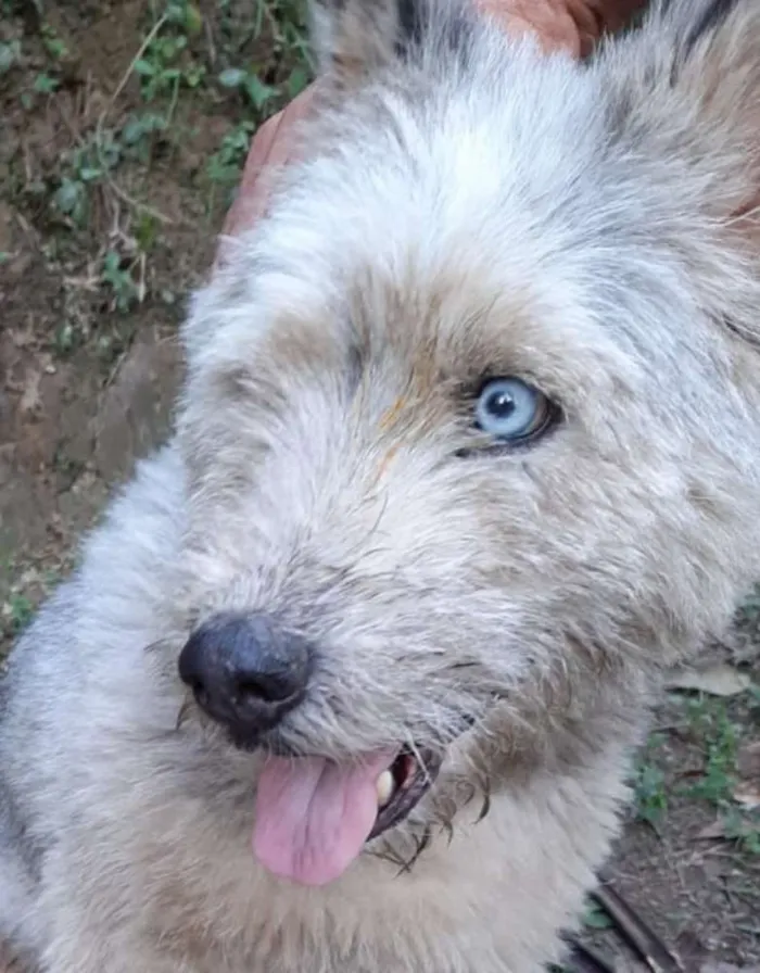 Cachorro ra a Mix Husky idade 2 anos nome Felícia