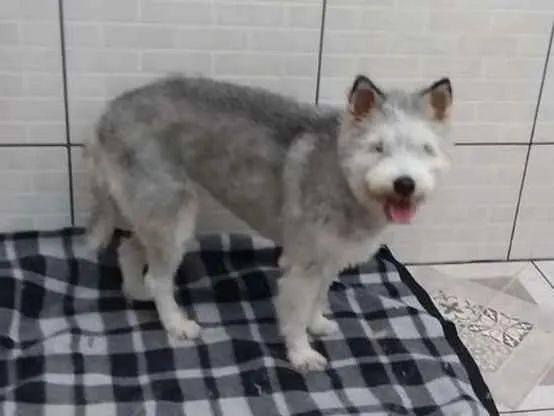 Cachorro ra a Mix Husky idade 2 anos nome Felícia