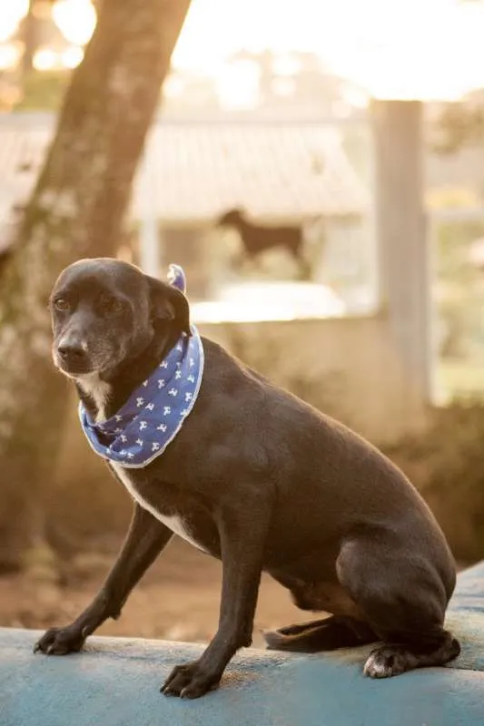 Cachorro raça SRD idade 6 ou mais anos nome PRETO