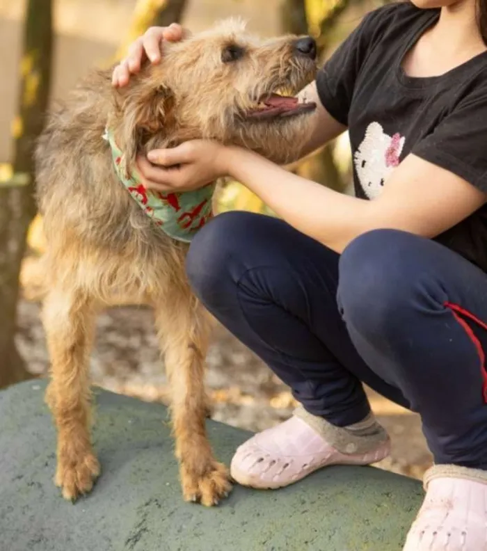 Cachorro ra a SRD idade 2 anos nome Nairóbi