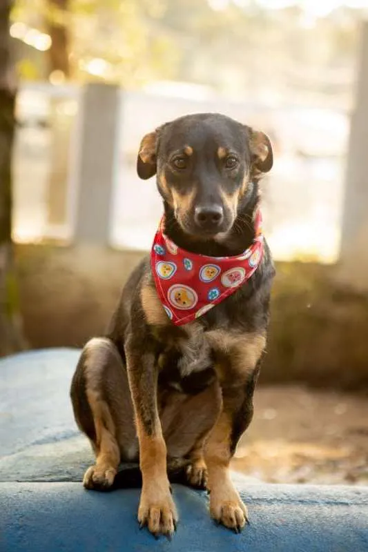 Cachorro ra a SRD idade 7 a 11 meses nome Frida