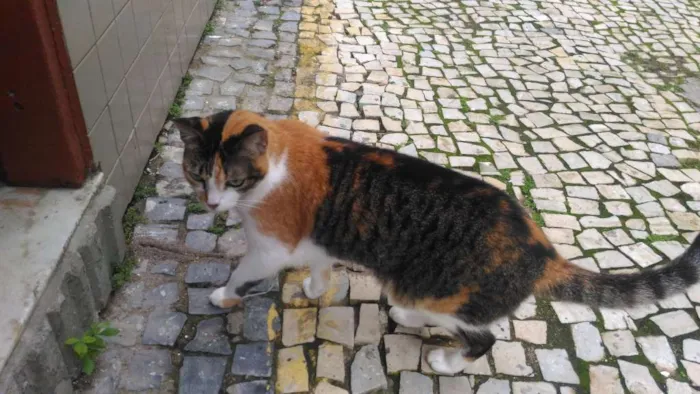 Gato ra a Vira lata idade 6 ou mais anos nome Lili