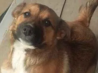 Cachorro ra a Labrador com husky siberiano  idade 2 a 6 meses nome Mel
