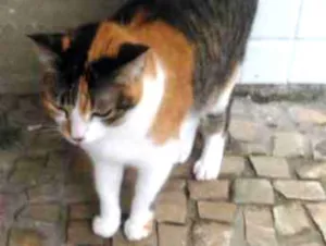 Gato raça Vira lata idade 6 ou mais anos nome Lili