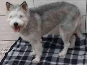 Cachorro raça Mix Husky idade 2 anos nome Felícia