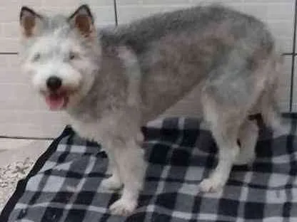 Cachorro ra a Mix Husky idade 2 anos nome Felícia