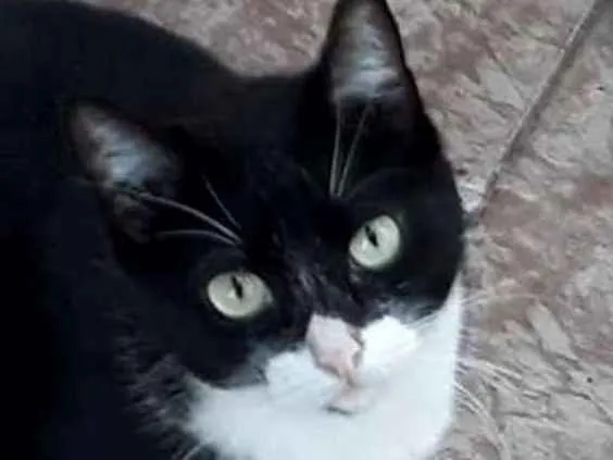 Gato ra a  idade 3 anos nome Frajola despejada