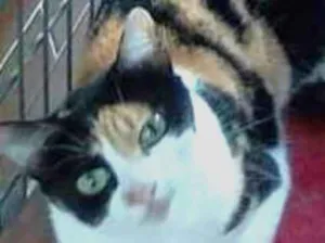 Gato raça  idade 3 anos nome Gatas despejadas