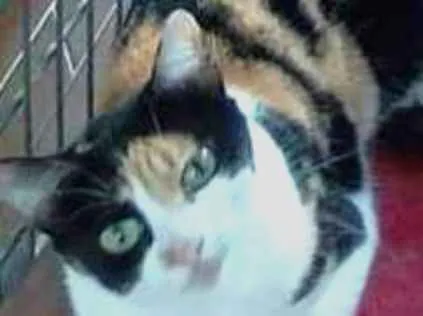 Gato ra a  idade 3 anos nome Gatas despejadas