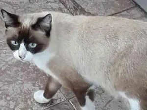 Gato raça  idade 3 anos nome Meninas despejadas