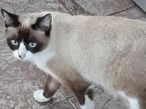 Gato ra a  idade 3 anos nome Meninas despejadas