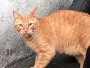 Gato raça  idade 3 anos nome Amarelo despejado