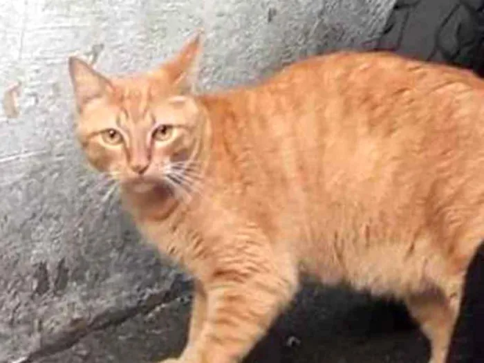 Gato ra a  idade 3 anos nome Amarelo despejado
