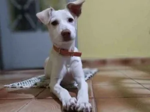 Cachorro raça Vira lata misturado idade 7 a 11 meses nome Kathy