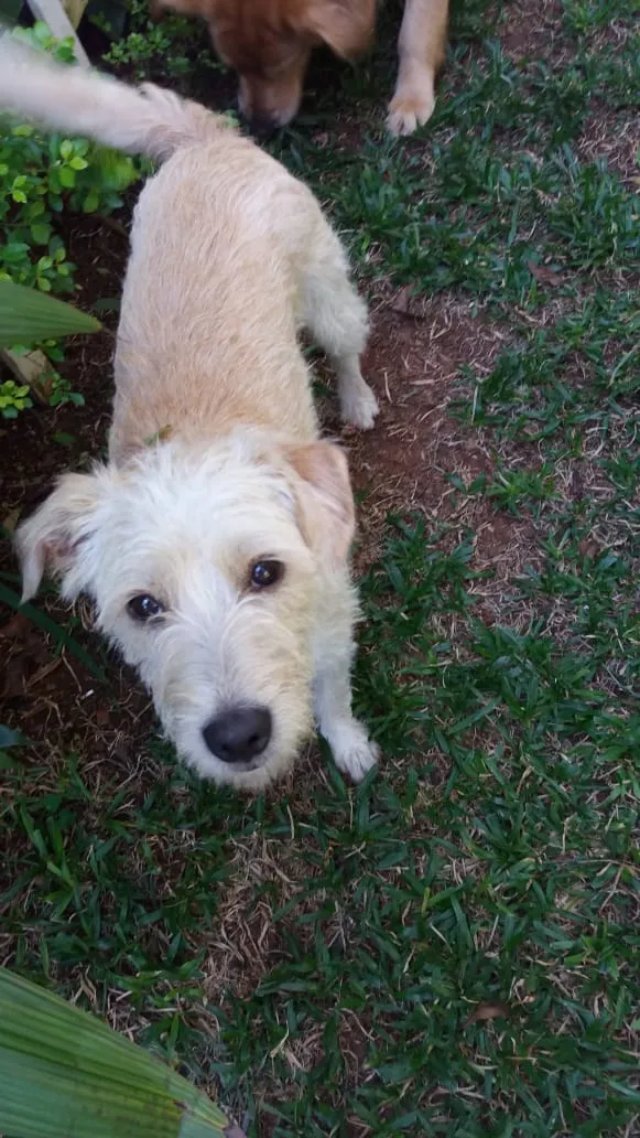 Cachorro ra a SRD Pelo Duro idade 1 ano nome Vanilla