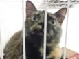 GATINHA