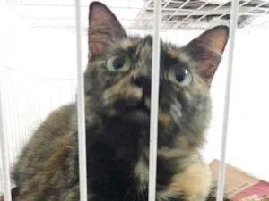 Gato raça SRD idade 7 a 11 meses nome GATINHA