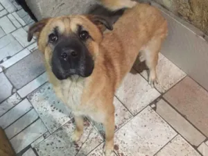 Cachorro raça SRD idade 3 anos nome Bebê 
