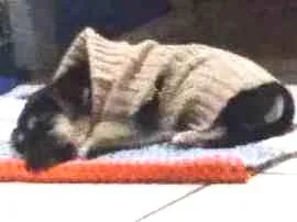 Cachorro raça Vira  idade Abaixo de 2 meses nome Nininha