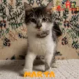 MARTA