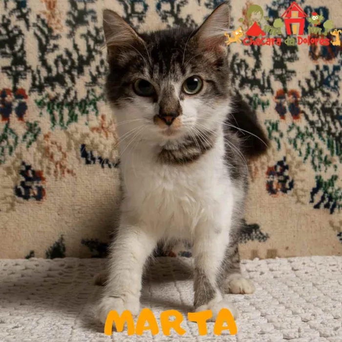 Gato ra a SRD idade 2 a 6 meses nome MARTA