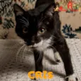 CRIS