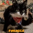 FORMIGA