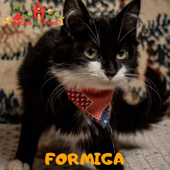 Gato ra a SRD idade 2 a 6 meses nome FORMIGA
