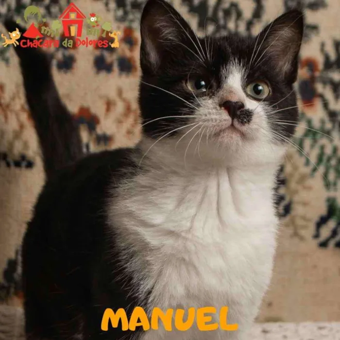 Cachorro ra a SRD idade 2 a 6 meses nome MANUEL