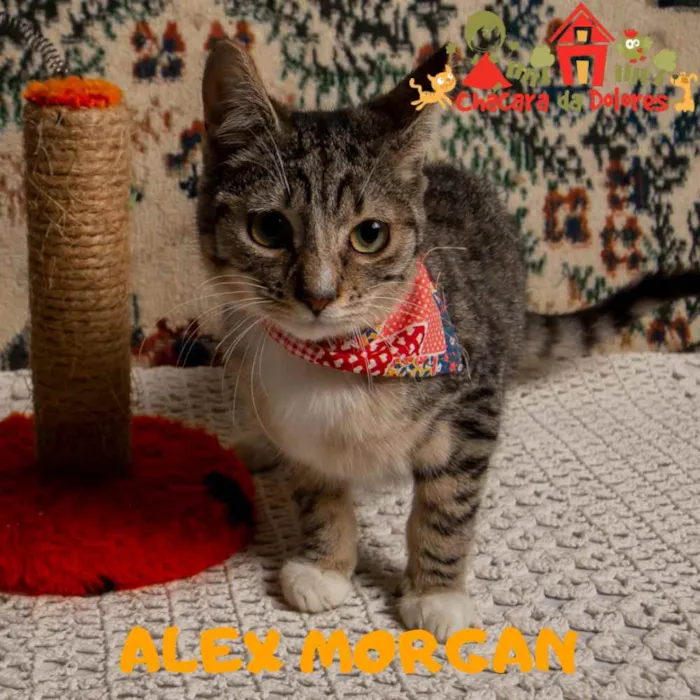 Gato ra a SRD idade 2 a 6 meses nome ALEX MORGAN