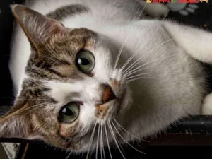 Gato raça SRD idade 1 ano nome VITÓRIO 