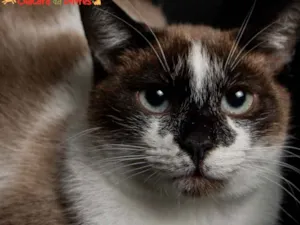 Gato raça SRD idade 1 ano nome FERNANDA 